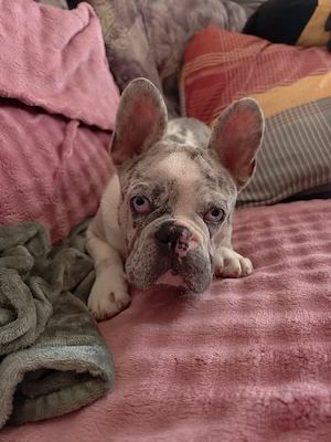 französische Bulldogge 