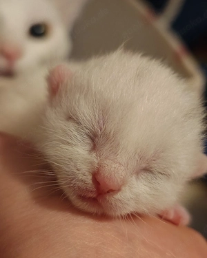 Süße Katzenbabys ab Mittwoch, 15.07., abzugeben