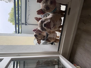 American Pocket Bully Pocket ABKC 4 Monate