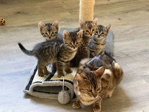 wunderschönen, reinrassigen Bengal Kitten