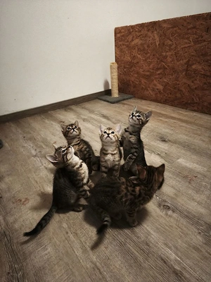 wunderschönen, reinrassigen Bengal Kitten