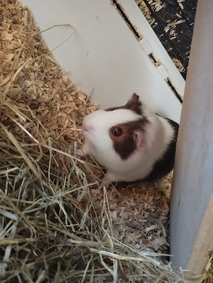 2 Meerschweinchen Weibchen suchen ein Zuhause 