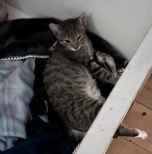Daisy sucht ein neues zuhause. 