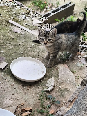 Katzenkitten 9 Wochen abzugeben