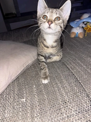 Daisy sucht ein neues Zuhause