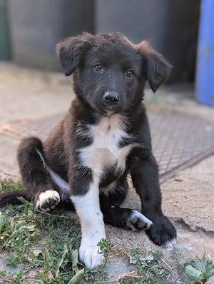 Border Collie Aussi Mix