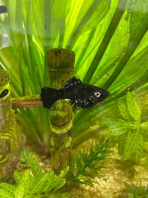 Fische Mollys abzugeben