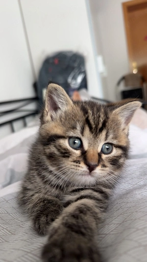 Katzenbaby BKH Mix 