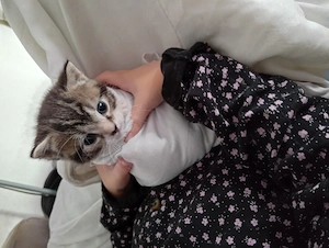 Katzenbaby s in 6 Wochen ab zugeben 