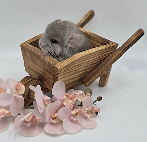 Chinchilla Männchen Beige RPAT bald zur Abgabe,