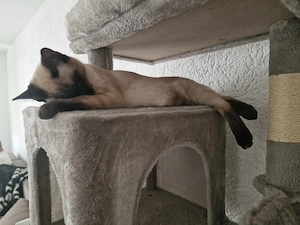 Junger Siam-Kater sucht ein liebevolles Zuhause