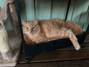 Langhaarkater Chilli sucht seine Menschen