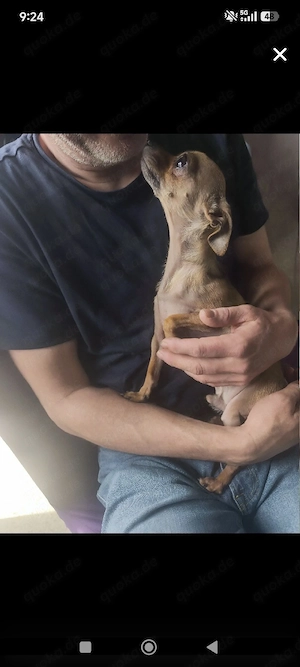 Chihuahua klein