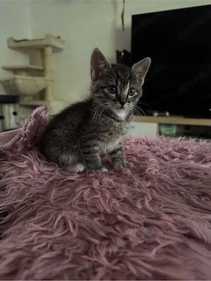 BKH Mix Kitten