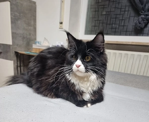 2 Maine Coon 
