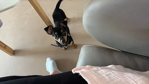 Zwergpinscher