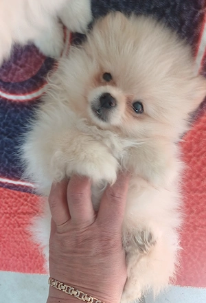 Pomeranian Zwergspitz Weibchen