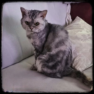 Hübsche Selkirk Rex Katzendame