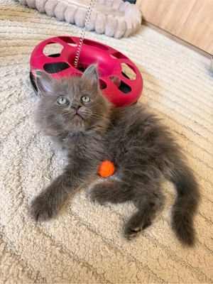 2 Edelmix kitten Blh Maine Coon auszugsbereit