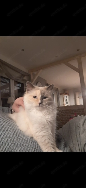 Ragdoll katze