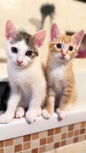 2 Katzenkinder