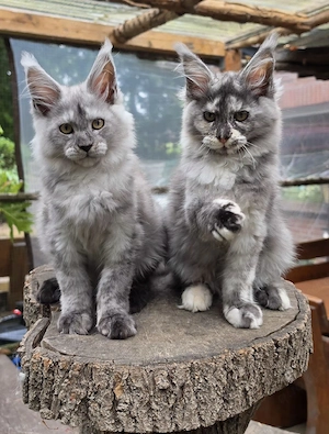Maine Coon Nachwuchs mit Stammbaum, abgabebereit 