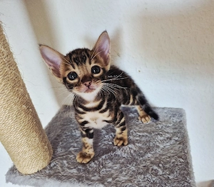 Supersüße reinrassige Bengal Kittens 