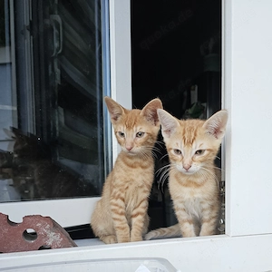 Kitten vom 01.05.2026