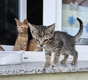 Kitten vom 01.05.2026
