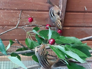 Streifenhörnchen abzugeben 
