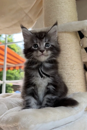 Maine Coon Kitten reinrassig typvoll