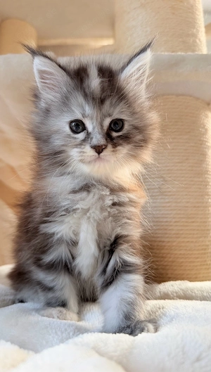 Maine Coon Girl reinrassig 
