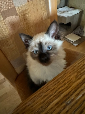 Reinrassige Heilige Birma Katze (2 Jahre) sucht liebevolles 