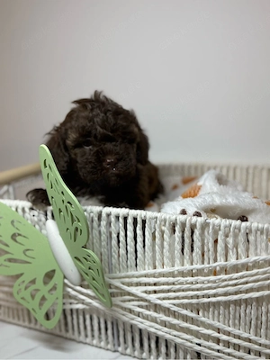 Liebevolle Maltipoo-Welpen suchen ein liebevolles Zuhause