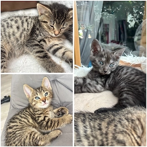 Süße babykatzen kätzchen Katze 