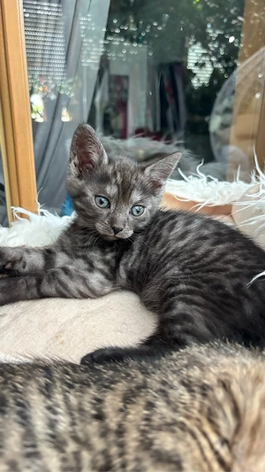 Süße babykatze Kätzchen Katze grau getigert männchen