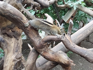 Chinesische Baumstreifenhörnchen 