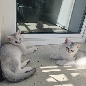 Abgabebereit,BKH Kitten 