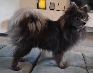 Pomeranian Zwergspitz Hündinnen 