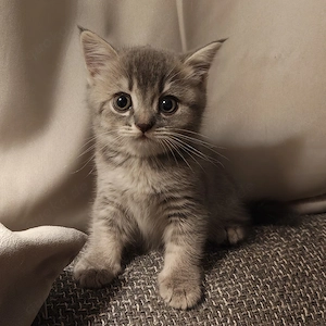 Zuckersüßes BKH BLH-Kitten (10 Wochen) sucht liebevolles Zuhause!