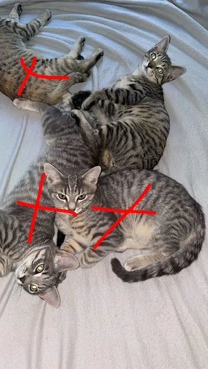 katze.      