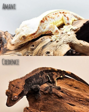 Kronengecko Correlophus Ciliatus Nachzucht  Bild 6
