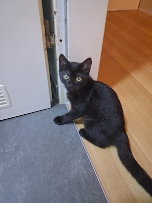 Babykitten