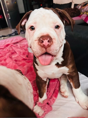 old englisch Bulldog ( Auszugsbereit ) 