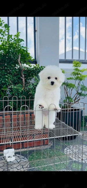 Wunderschöne Bichon-Malteser Welpen abzugeben