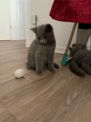 BKH Kitten Suchen Neues Zuhause