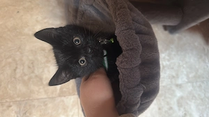 Kitte BKH Bengale