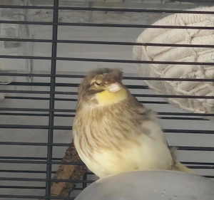 Gloster Kanarien Jungvögel 