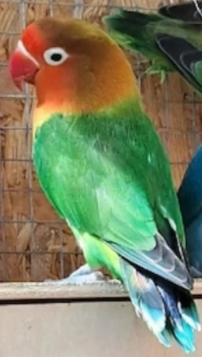 Rußköpfchen und Pfirsichköpfchen die unzertrennlichen Vögel 