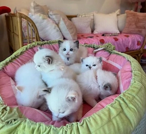 Ragdoll Kitten Liebevollen Händen anzugeben